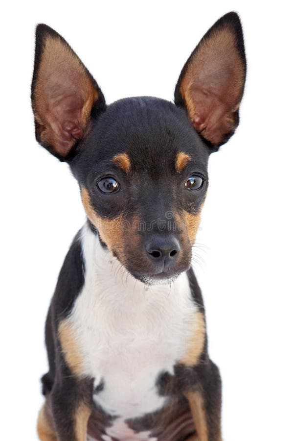 Kleiner Hund stockfotografie Kleiner Hund stockfotografie