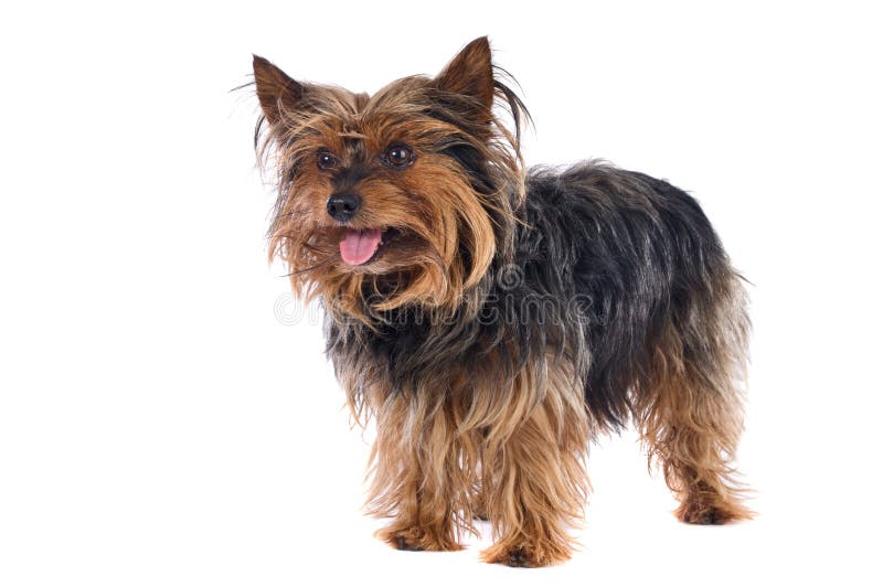 Kleiner Hund stockfoto. Bild von junges, tier, brut, braun 4897442
