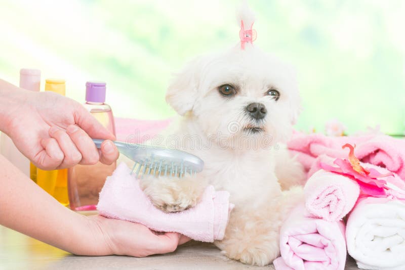 Kleiner Hund am Badekurort stockbilder Kleiner Hund am Badekurort stockbilder