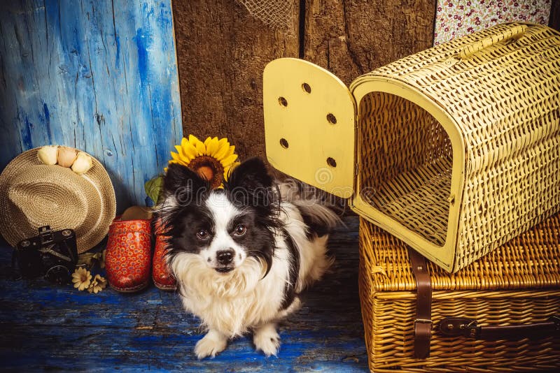 Kleiner Hund bereit zu den Feiertagen stockfotografie Kleiner Hund bereit zu den Feiertagen stockfotografie