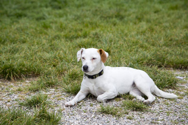 Kleiner Hund, Der Auf Den Grasblick Unschuldig Legt Und Zur Seite