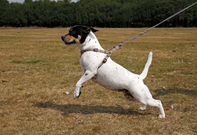 Kleiner Hund, der auf ein Blei zieht stockfotos Kleiner Hund, der auf ein Blei zieht stockfotos