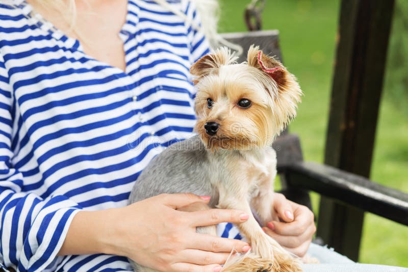 Hund Pflegensyorkshire Terrier Mit Dem Langen Haar Steht Auf Rosa