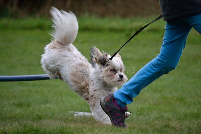 Hund Springt Durch Eine Sperre Stockfoto Bild von schäferhund