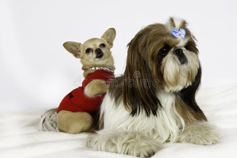 Kleiner Hund zwei. stockbild. Bild von inländisch, braun 29351581