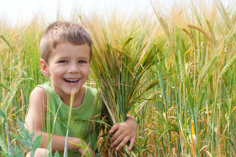Little boy in a wheat field with embracing a spica. Little boy in a wheat field with embracing a spica