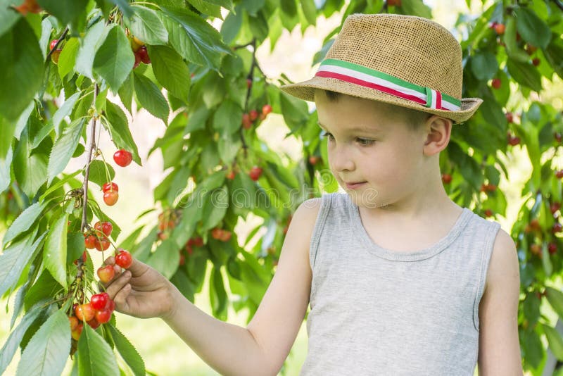 Kleiner Junge Pflückt Reife Kirschen Von Einem Baum Im Kirschgarten