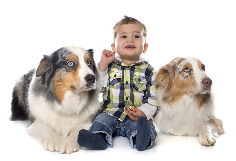 Kleiner Junge und Hunde stockbild Kleiner Junge und Hunde stockbild