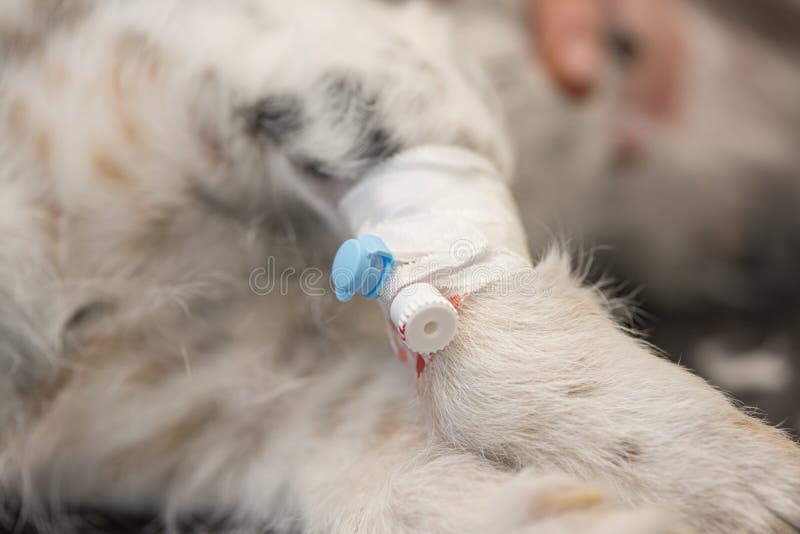Tierarzt Mit Hund In Der Chirurgie Stockfoto Bild von glücklich