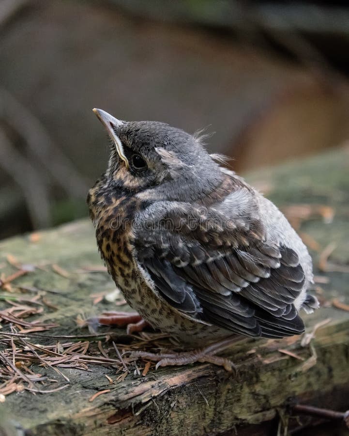 Kleiner Kuckuck ` s Nestling, der oben loking ist lizenzfreie stockbilder Kleiner Kuckuck ` s Nestling, der oben loking ist lizenzfreie stockbilder