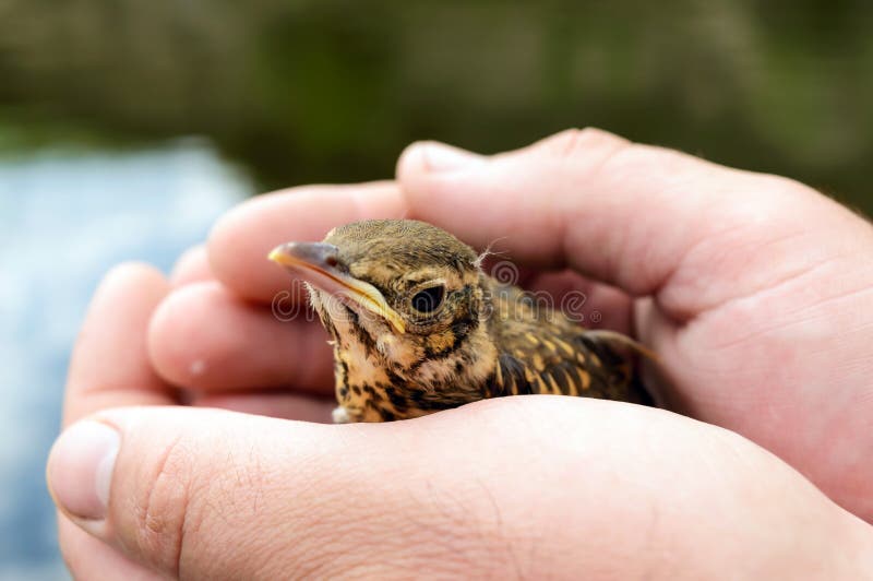 Kleiner Nestling schluckt den Fluss (schnell), Griffe eines Mannes in seinen Händen lizenzfreies stockbild