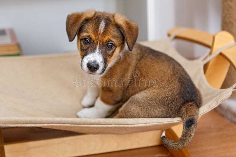 Kleiner netter Welpe in einer Hängematte stockfoto Kleiner netter Welpe in einer Hängematte stockfoto