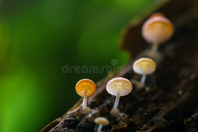 Kleiner Pilz lizenzfreie stockfotografie Kleiner Pilz lizenzfreie stockfotografie