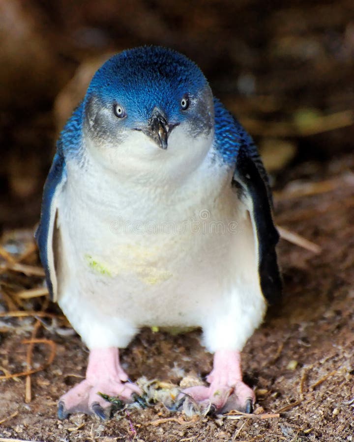 Portrait of a little penguin on Phillip Island, Australia. Portrait of a little penguin on Phillip Island, Australia