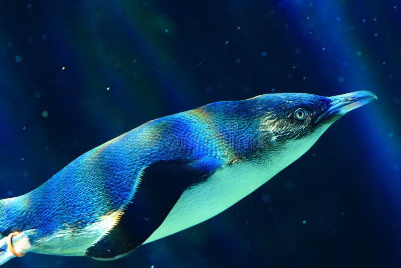 Sun rays streaming into the dark-blue waters of a pool, highlighting a Little Penguin while diving. Sun rays streaming into the dark-blue waters of a pool, highlighting a Little Penguin while diving