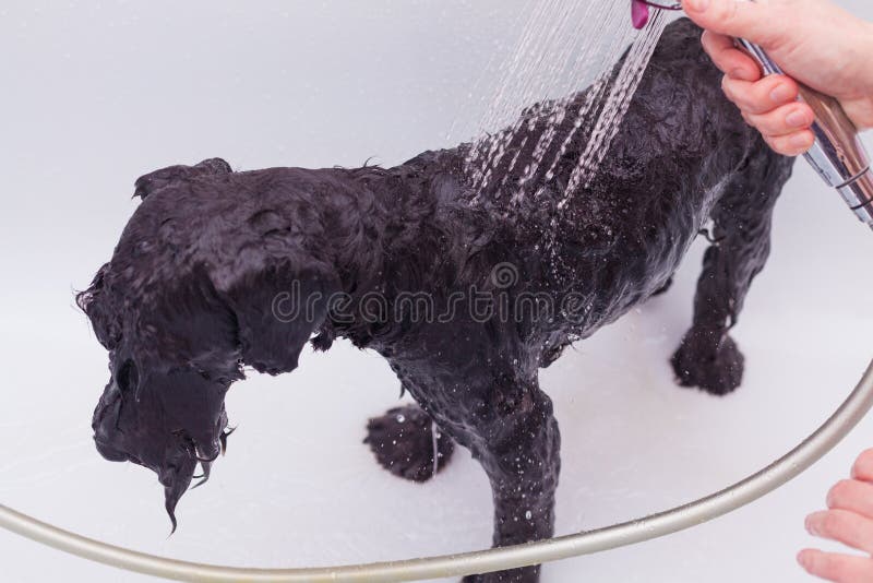 Kleiner Schwarzer Hund, Der Ein Bad Hat Stockbild Bild von pflegen