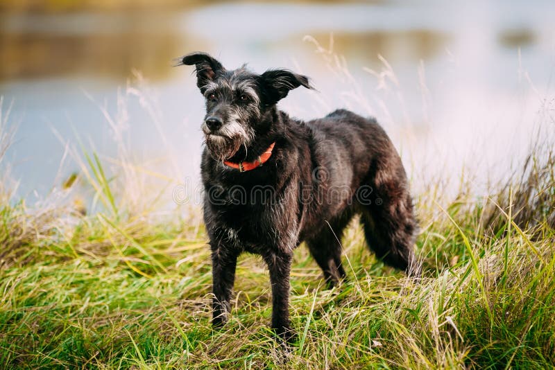 Kleiner Schwarzer Hund Im Gras Nahe Fluss, See Stockbild Bild von