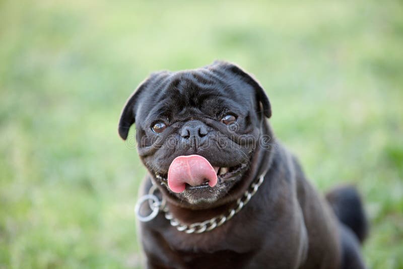 Kleiner Schwarzer Hund Im Park Stockfoto Bild von nave, schauen 53822040
