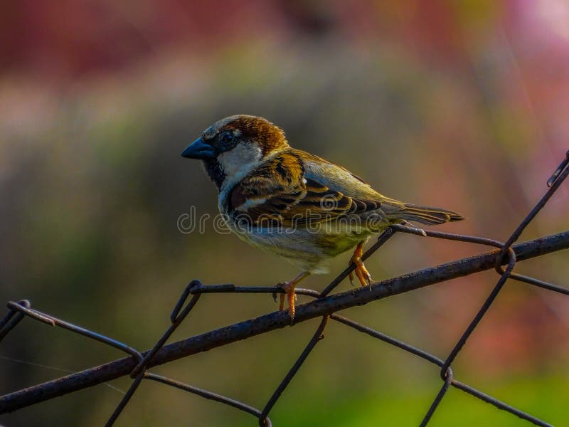 Kleiner Spatz auf einem Zaun stockfotografie Kleiner Spatz auf einem Zaun stockfotografie