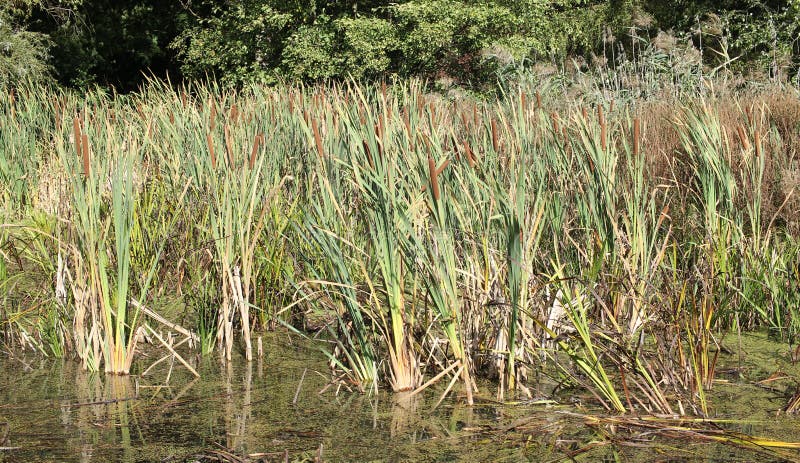 Kleiner Teich mit Schilf stockfotos Kleiner Teich mit Schilf stockfotos