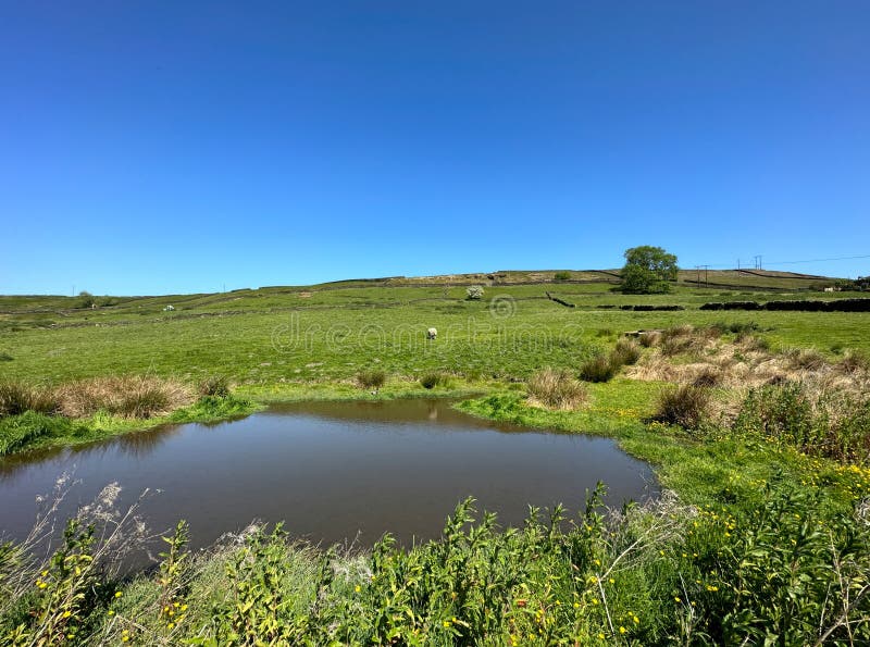 Small pond, with wild plants, flowers, grasses, fields, and dry stone walls, set against a vivid blue sky in, East Morton, UK. Small pond, with wild plants, flowers, grasses, fields, and dry stone walls, set against a vivid blue sky in, East Morton, UK