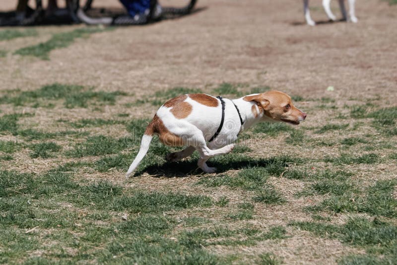 Kleiner Hund Am Park Mit Einem Ball Stockfoto Bild von haustiere