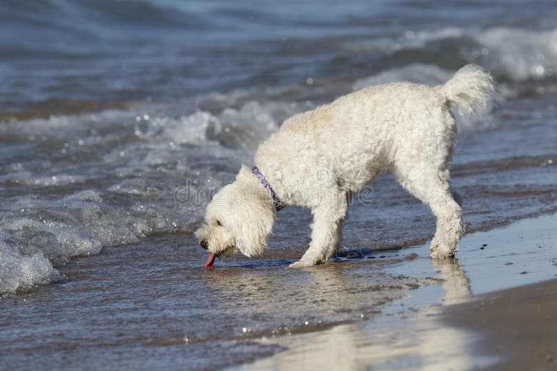 Kleiner weißer Hundetrinkwasser an einem Strand lizenzfreies stockfoto Kleiner weißer Hundetrinkwasser an einem Strand lizenzfreies stockfoto