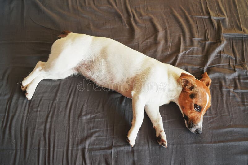 Kleiner weißer Jack Russell-Terrier, der auf ihre Seite im Bett mit dunklen Blättern, Auge offen, Foto von oben legt stockfoto Kleiner weißer Jack Russell-Terrier, der auf ihre Seite im Bett mit dunklen Blättern, Auge offen, Foto von oben legt stockfoto