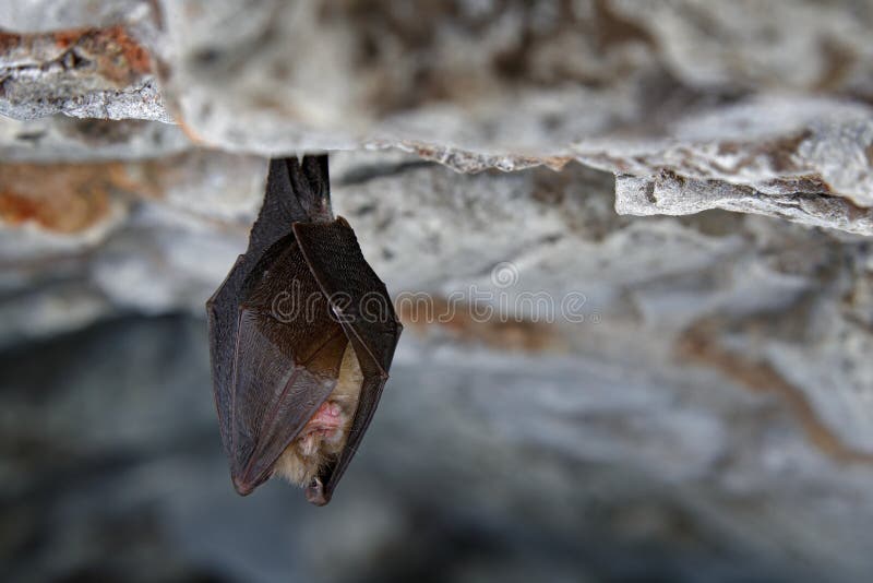 Kleinere hoefijzerknuppel, Rhinolophus-hipposideros, in de habitat van het aardhol, Cesky-Tsjechische kras, Ondergrondse dierlijk royalty-vrije stock foto Kleinere hoefijzerknuppel, Rhinolophus-hipposideros, in de habitat van het aardhol, Cesky-Tsjechische kras, Ondergrondse dierlijk royalty-vrije stock foto