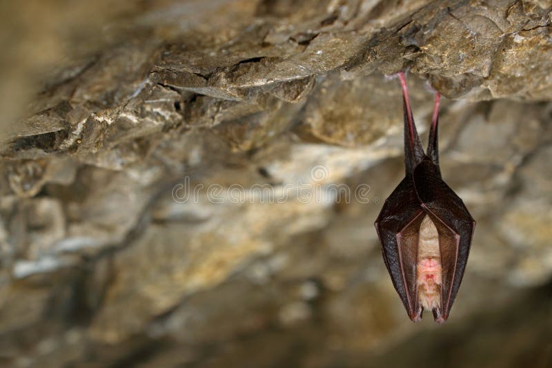 Kleinere hoefijzerknuppel, Rhinolophus-hipposideros, in de habitat van het aardhol, Cesky-Tsjechische kras, Ondergrondse dierlijk royalty-vrije stock afbeelding Kleinere hoefijzerknuppel, Rhinolophus-hipposideros, in de habitat van het aardhol, Cesky-Tsjechische kras, Ondergrondse dierlijk royalty-vrije stock afbeelding