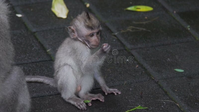 Kleines Affekind, das auf Boden sitzt und im Affen Forest Bali Indonesia isst