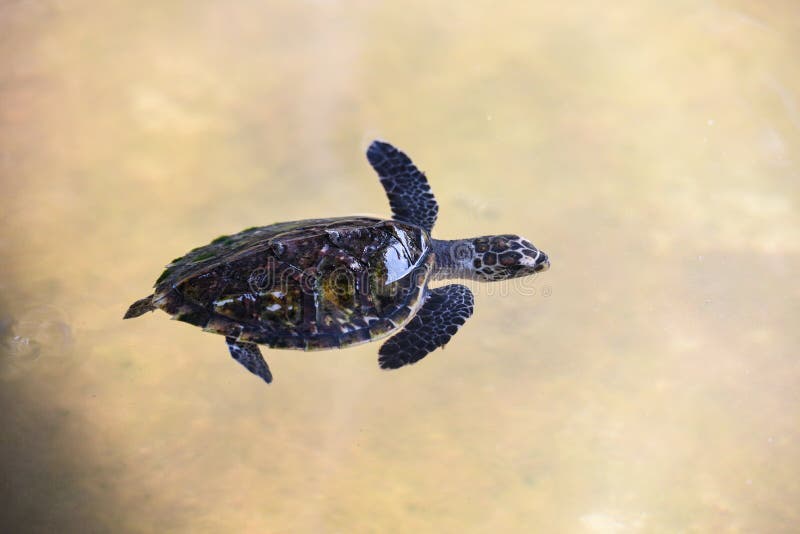 Kleines Baby der Karettschildkröte 2-3 Monate alte - Meeresschildkröteschwimmen auf Wasserteich auf dem Bauernhof lizenzfreie stockfotografie Kleines Baby der Karettschildkröte 2-3 Monate alte - Meeresschildkröteschwimmen auf Wasserteich auf dem Bauernhof lizenzfreie stockfotografie