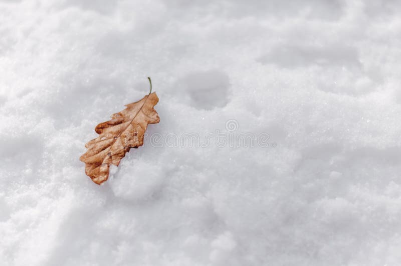 Kleines Blatt Browns am hellen kalten Tag des Winterschnees morgens lizenzfreie stockfotos Kleines Blatt Browns am hellen kalten Tag des Winterschnees morgens lizenzfreie stockfotos