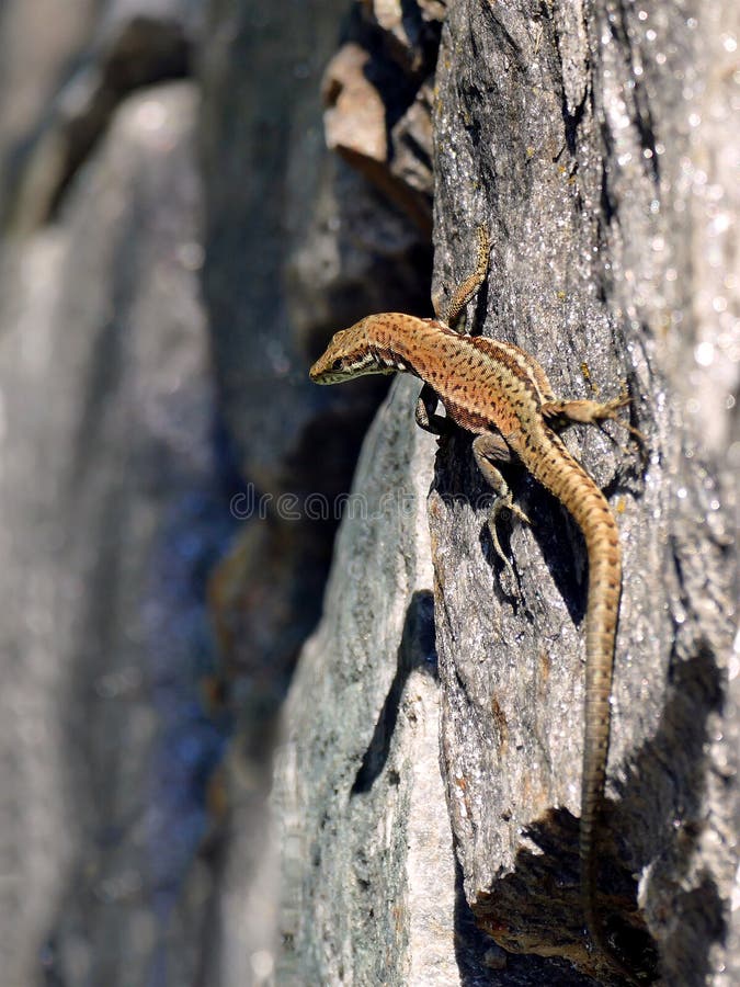 Kleine Braune Eidechse Auf Dem Sand Viviparous Eidechse Stockfoto