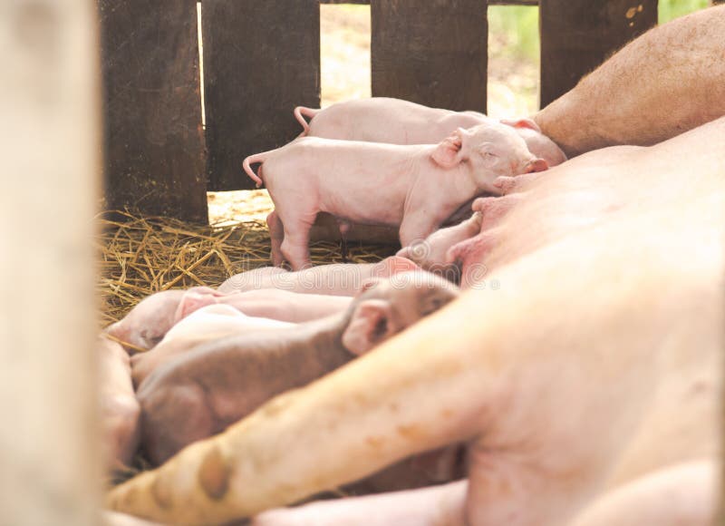 Kleines Ferkel, das ihre Mutter im Bauernhof säugt stockfotos Kleines Ferkel, das ihre Mutter im Bauernhof säugt stockfotos