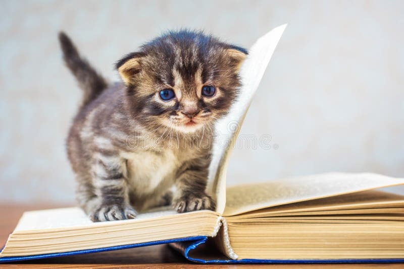Kleines gestreiftes nettes Kätzchen sitzt auf Buch Kätzchen mit blauen Augen lizenzfreie stockfotos Kleines gestreiftes nettes Kätzchen sitzt auf Buch Kätzchen mit blauen Augen lizenzfreie stockfotos