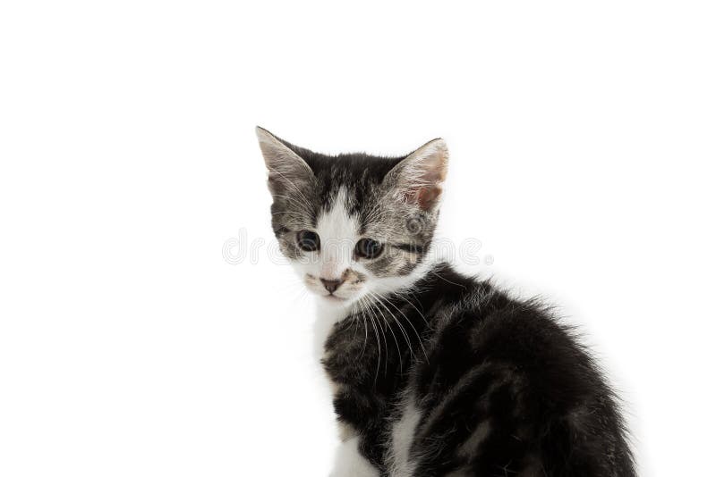 Kleines graues Kätzchen auf weißem Hintergrund lizenzfreie stockfotografie Kleines graues Kätzchen auf weißem Hintergrund lizenzfreie stockfotografie