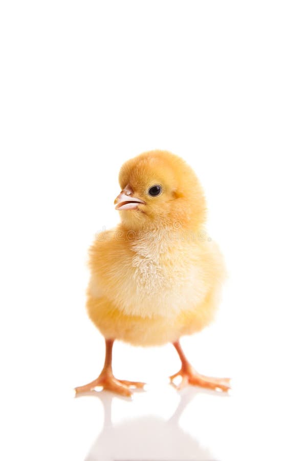 Kleines Hühnertier isoliert stockbild