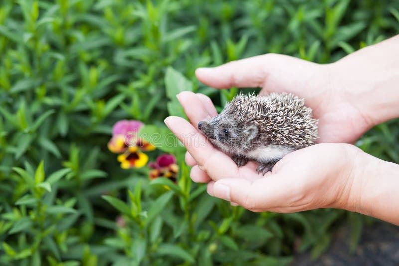 Kleines Igeles in den menschlichen Händen gegen den Hintergrund des Grüns stockfoto Kleines Igeles in den menschlichen Händen gegen den Hintergrund des Grüns stockfoto