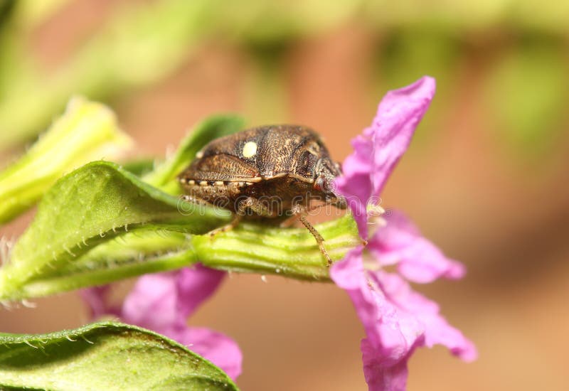 Kleines Insekt im Garten stockbild. Bild von ausführlich 69861289