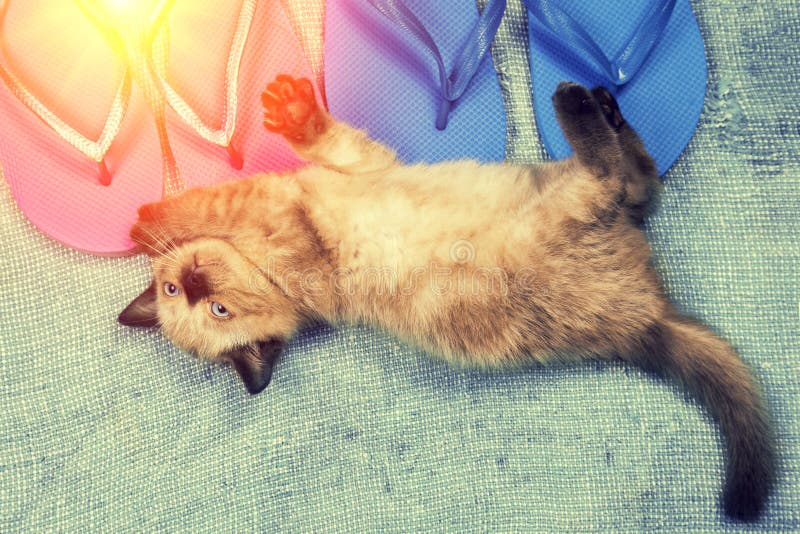 Summer scene. Little kitten lying on flip flops sandals. Summer scene. Little kitten lying on flip flops sandals