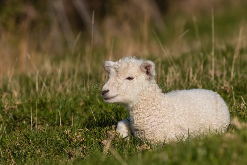 Kleines Lamm, das auf Gras stillsteht stockfotografie