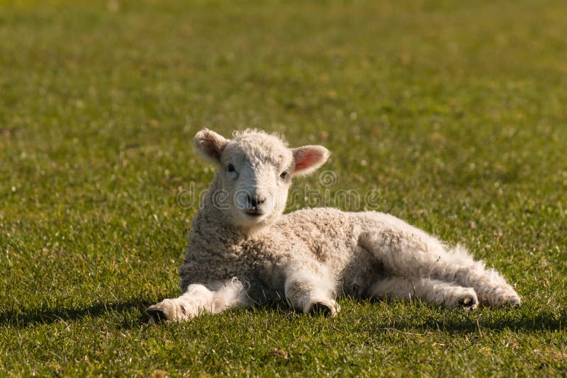 Kleines Lamm, das auf Gras stillsteht lizenzfreie stockfotos