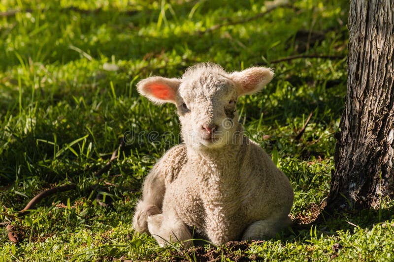 Kleines Lamm, das auf Gras unter Baum stillsteht stockfoto