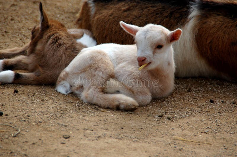 Kleines Lamm, das bei der Menge liegt lizenzfreie stockfotografie