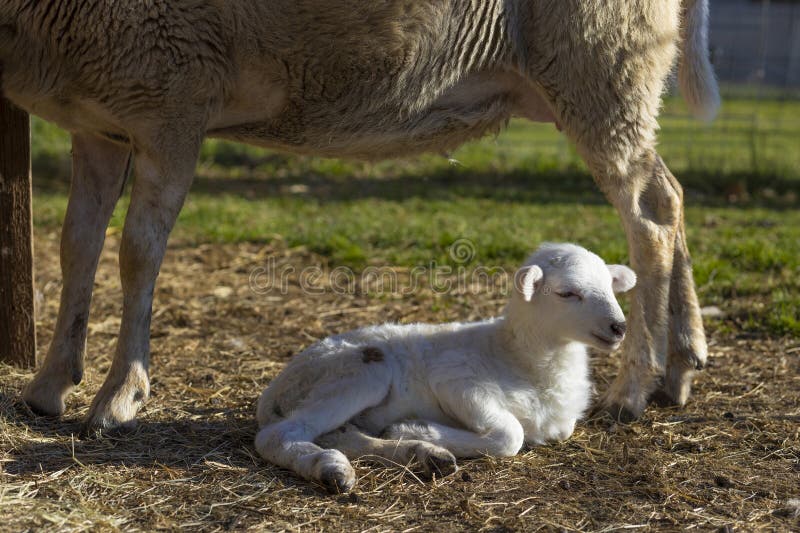 Kleines Lamm, das sich am Fuße seines Mutterschafs ausruht lizenzfreies stockbild