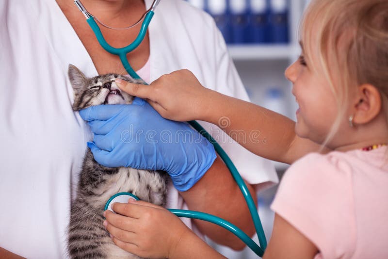 Kleines Mädchen, das die Zähne ihres Kätzchens am Tierarzt überprüft lizenzfreies stockfoto Kleines Mädchen, das die Zähne ihres Kätzchens am Tierarzt überprüft lizenzfreies stockfoto