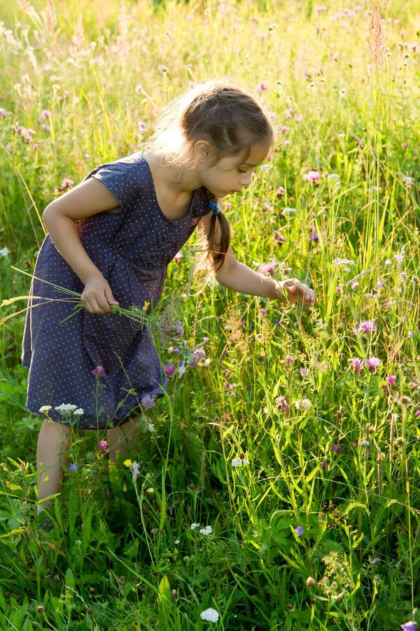 Kleines Mädchen, das wilde Blumen auf der Wiese auswählt stockfotos Kleines Mädchen, das wilde Blumen auf der Wiese auswählt stockfotos