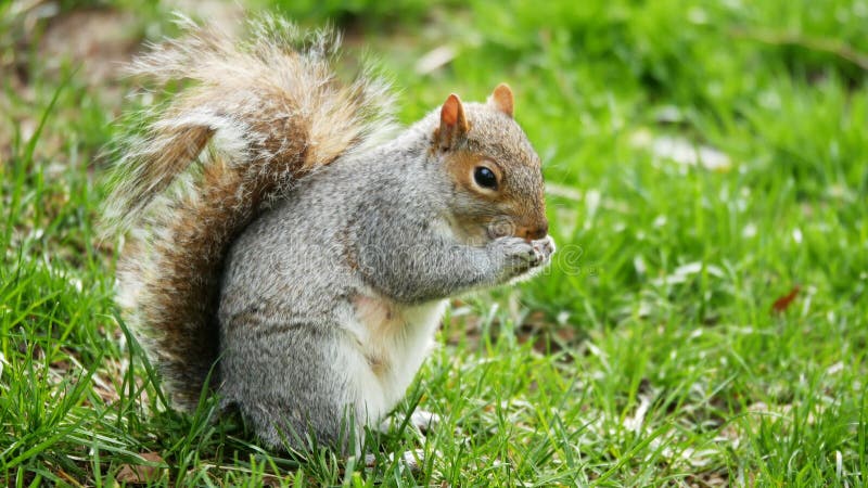 Kleines nettes Eichhörnchen, das im Park isst