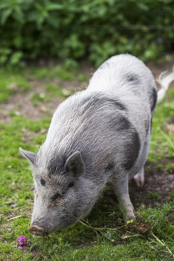 Kleines nettes graues Schwein im Zoo lizenzfreie stockbilder Kleines nettes graues Schwein im Zoo lizenzfreie stockbilder
